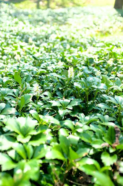 Image of Common Pachysandra