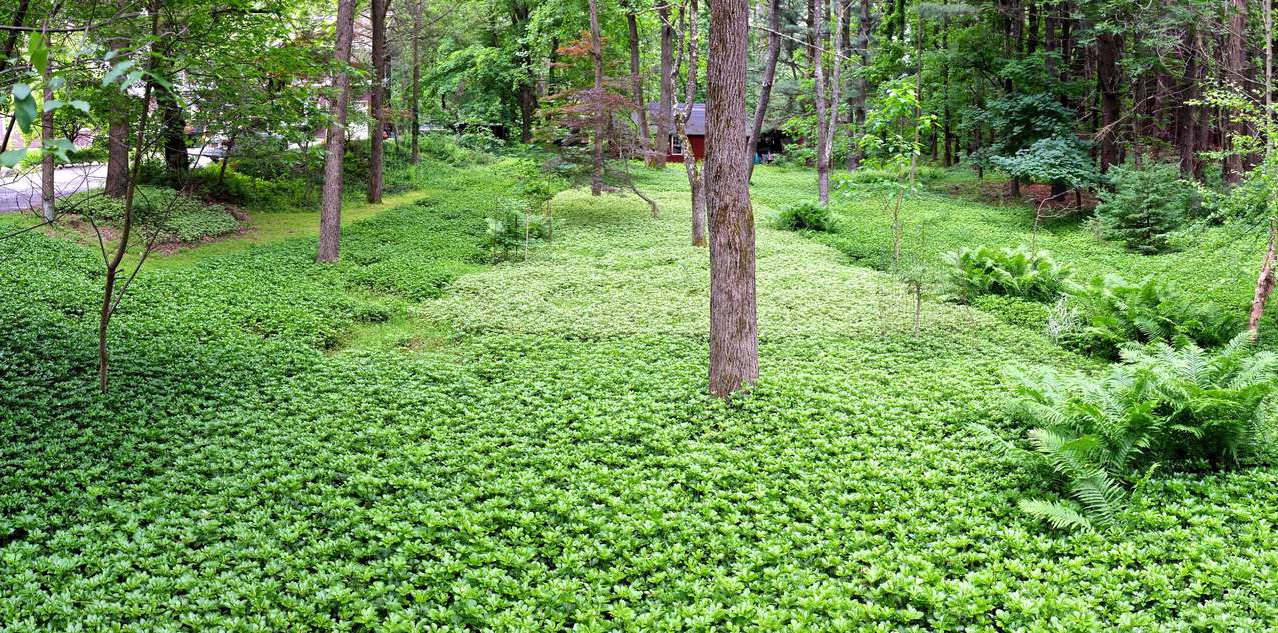 Pachysandra Field
