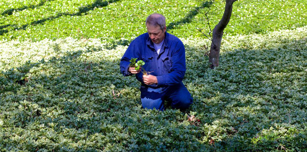 John Walker in Pachysandra Field