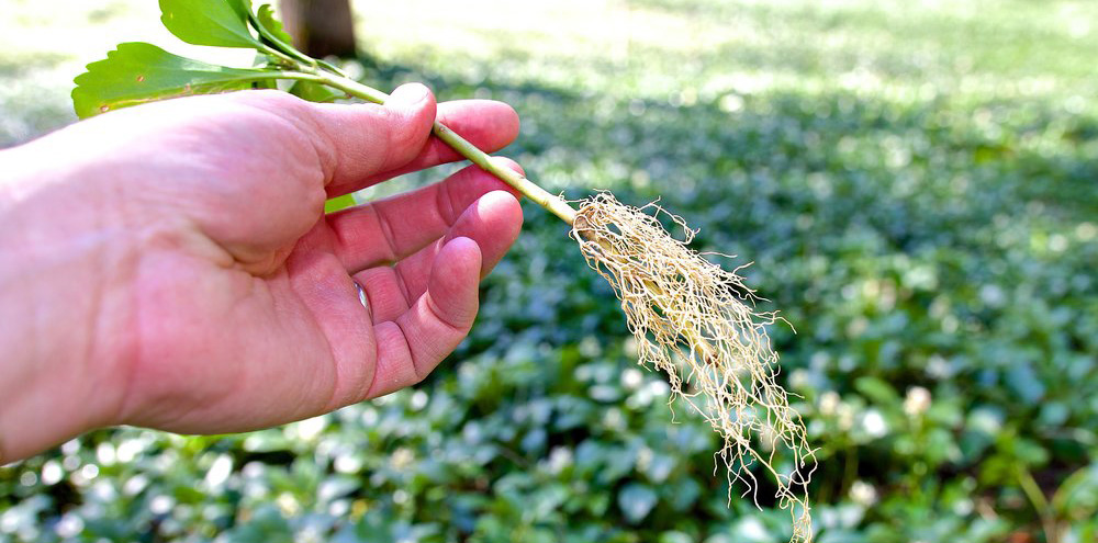 Pachysandra in John Walker's Hand